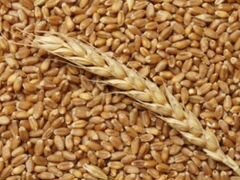 Пшеница фуражная кормовая