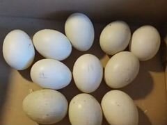 Яйца инкубационные мускусной утки и пекинской утки