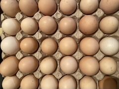 Яйцо деревенских кур