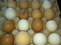 Яйцо куриное домашние