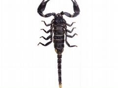 Скорпион (Geterometrus Spinifer)