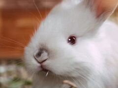Крольчата 1-3мес