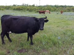 Коровы породы абердин-ангусская