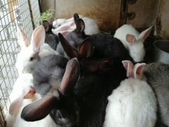 Продажа кроликов кролей крольчатины