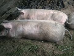 Домашние свиньи живой вес