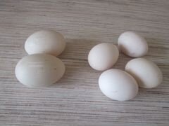 Инкубационное яйцо индоутки и адлерской
