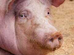 Продажа свиней живым весом или мясом