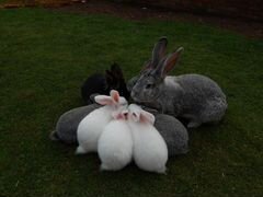 Кролик разные