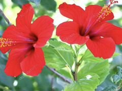 Гибискус красный, кустовой, домашний цветок