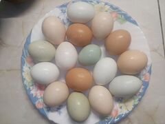 Домашние куриные яйца, творог, квашеная капуста, д