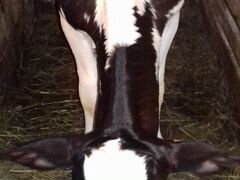 Тёлка от крупной молочной коровы