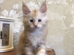 Мейн-кун котёнок, котик, кремовый мрамор на серебр
