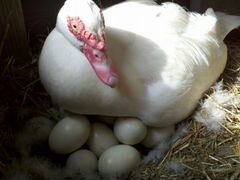 Яйца мускусной утки на инкубацию
