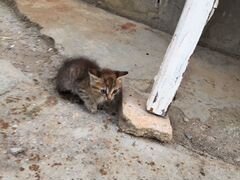 6 милых маленьких котят ищут себе дом
