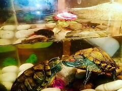 Черепахи вместе с аквариумом