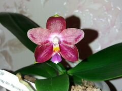 Орхидея Phal.Zhneg Min Pterodactylus