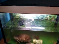 Черепаха с оквариумом