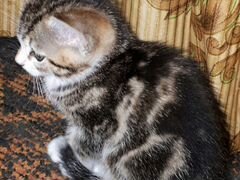 Крымские котята