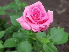 Розы "Спрей розовый"
