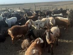 Обмен участка на баранов, овец, ягнят