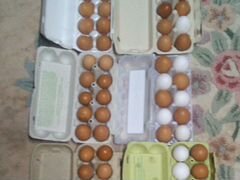 Яйца от своих несушек