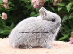 Цветные и нидерландские карликовые кролики