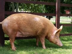 Продаю свинину домашнюю (тушка или живым весом)