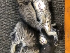 Котята-2 месяца -1мальчик и 3 девочки