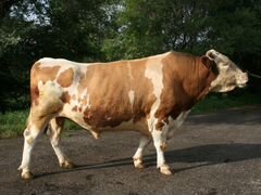 Продам скотину:быка,доеных коров,Свинок