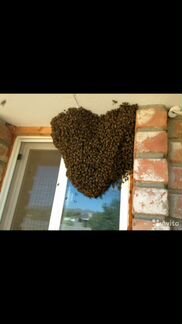 Избавлю от пчелиного роя
