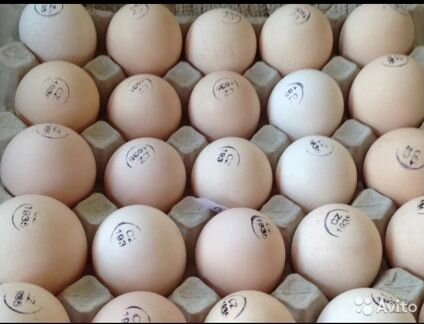 Инкубационное яйцо Кобб 500, цыплята