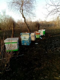 Продам пчелосемьи 10 штук
