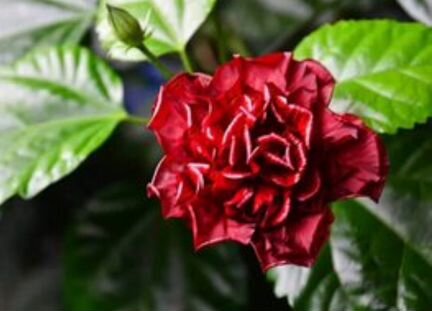 Розы китайской (Гибискус) - отростки