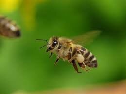 Пчелы Карпатской породы