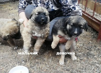 Продаются щенки от кавказской овчарки