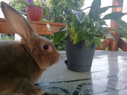 Кролик Рекс