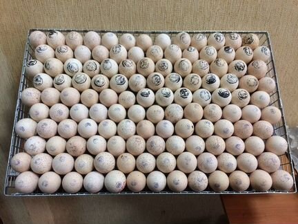 Смоленск-ярцево Инкубационное яйцо с/х птицы импор