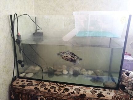 Черепаха и аквариум на 100л