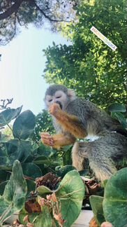Продам ручную обезьянку Саймири