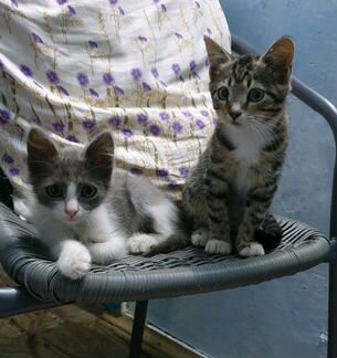 Серый котик Боби (очень ласковый) и Мурзилка