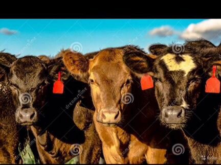 Коровы с теленками