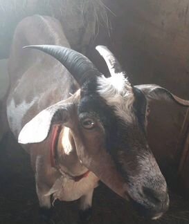 Продам дойную козу