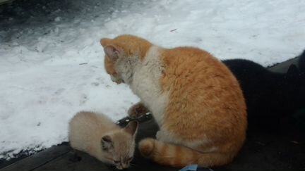 Котята и взрослые кошки ждут своего хозяина