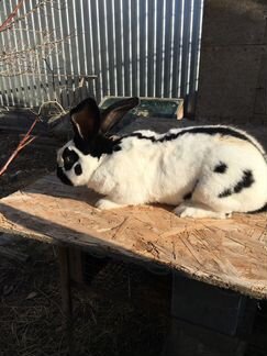 Продам породистых кролей