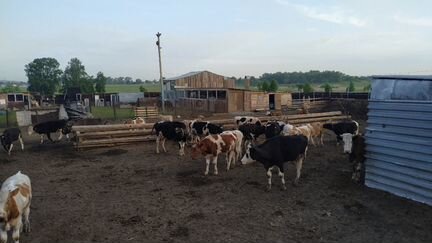 Ферма хозяйство коровы молоко