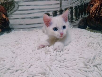 Белая кошечка с голубыми глазками