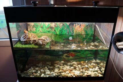 Продам 2 красноухие черипахи с аквариумом