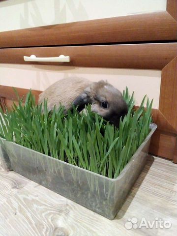 Передержка кроликов, стрижка когтей