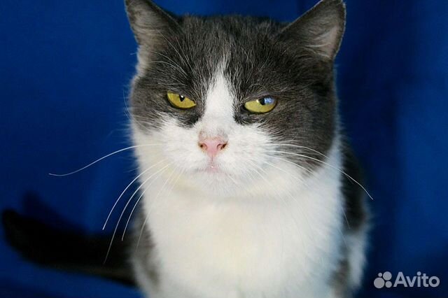 Кошка Соня ищет дом