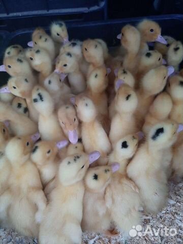 Бройлеры цыплята,гусята,иноутки,муларды,утята